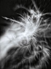 Close-up of feather against black background