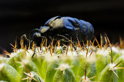 Close-up of insect on flower