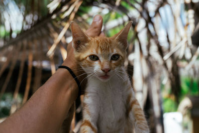 Close-up of cat