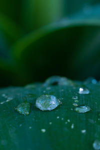 Close-up of raindrops on leaves