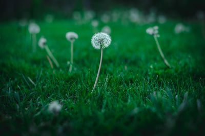 Close-up of dandelion growing on land