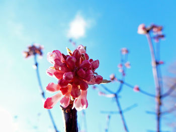 Close-up of flowers blooming against sky