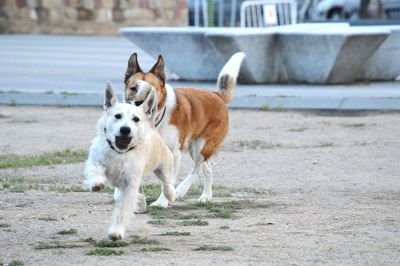 Portrait of a dog running on the ground