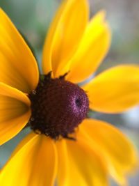 Macro shot of sunflower