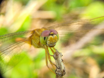 Dragon fly