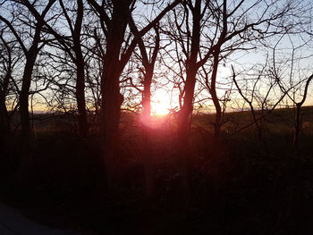 Close-up of tree against sunset sky