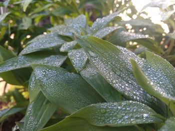 Close-up of raindrops on leaves