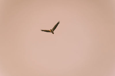 Low angle view of bird flying in sky