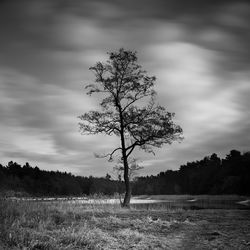Single tree by agricultural field against sky