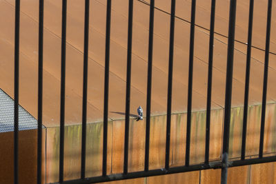 Birds perching on wall