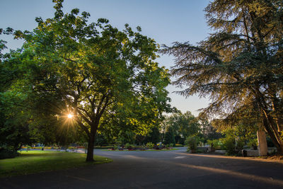 Trees by road in park against sky