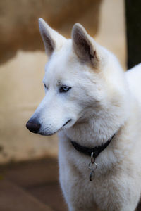 Close-up of dog looking away