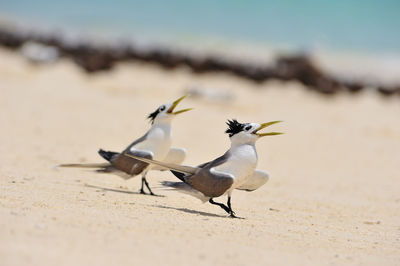 Birds on beach