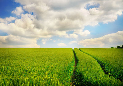 Scenic view of wheat field against sky