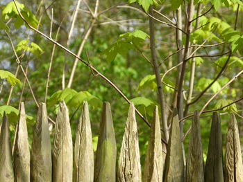 Close-up of bamboo trees