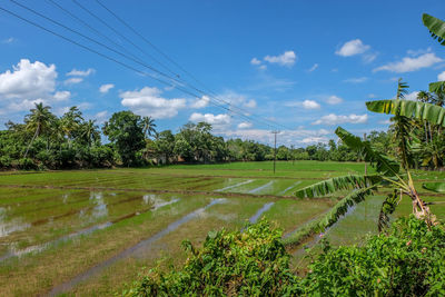 Scenic view of farm against sky