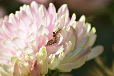 Close-up of insect on pink flower