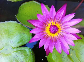 Close-up of lotus water lily in pond