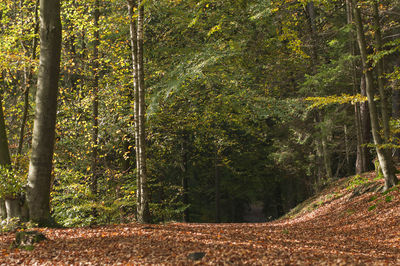 Trees growing in forest during autumn