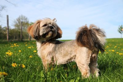 Portrait of a dog on field