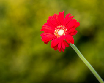 Close-up of red flower