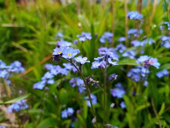 Close-up of insect on purple flowering plant