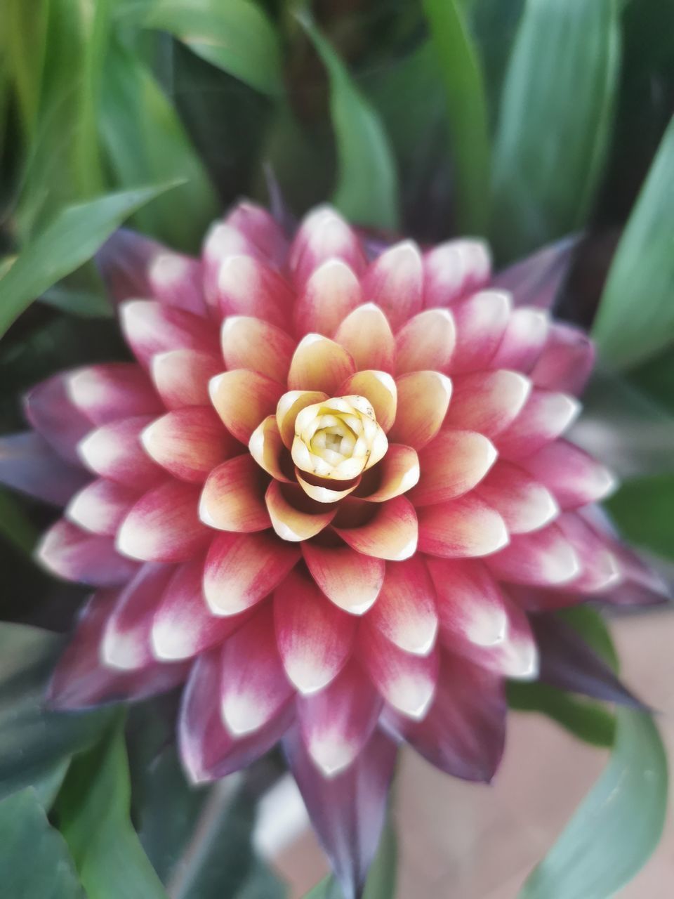 CLOSE-UP OF PINK DAHLIA ON PLANT