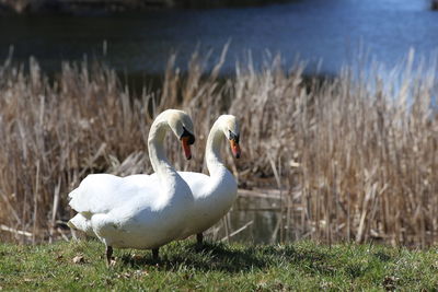 Swans on lakeshore