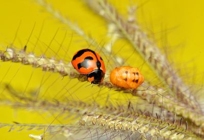 Close-up of ladybug on yellow leaf