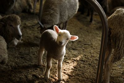 Sheep on ground