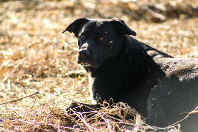Black dog sitting on field