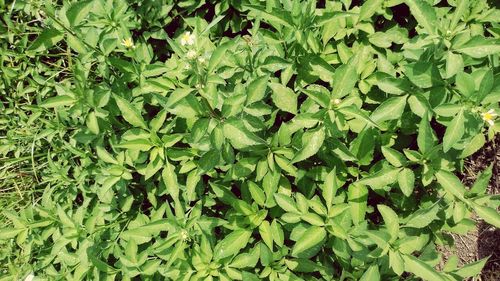 Full frame shot of green leaves