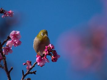 Close-up of birds perching on pink flower