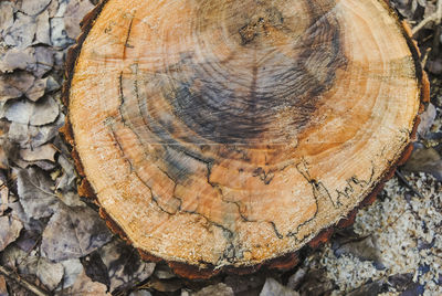 Close-up of tree stump in forest