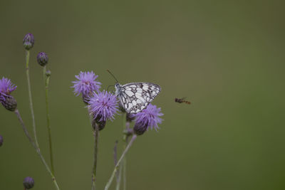 Close-up of butterfly pollinating on purple flower