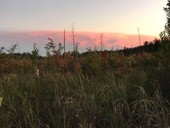 Scenic view of field against sky at sunset