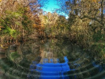 Reflection of trees in water