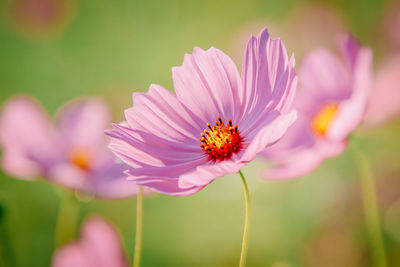 Close-up of cosmos flower blooming outdoors