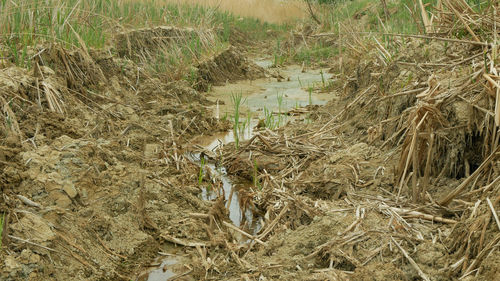 High angle view of dry plants on field