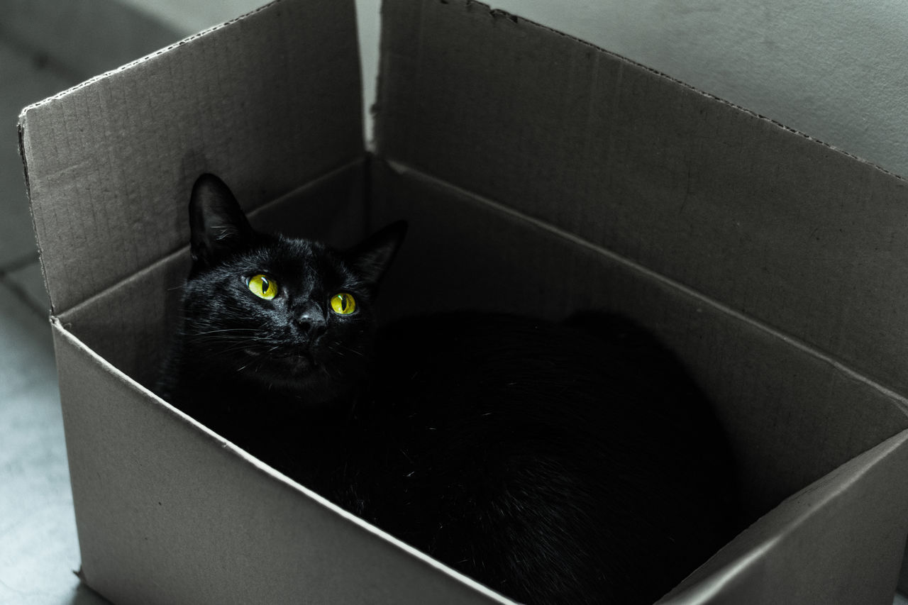 PORTRAIT OF BLACK CAT IN THE BOX