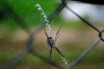 Close-up of spider on web