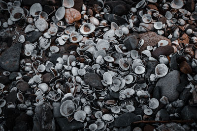 Full frame shot of pebbles