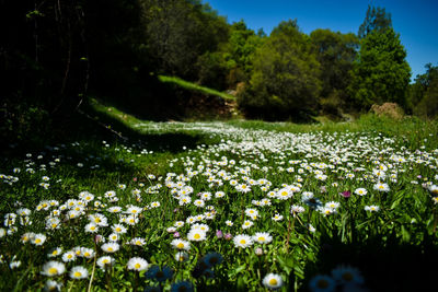 White flowering plants on field