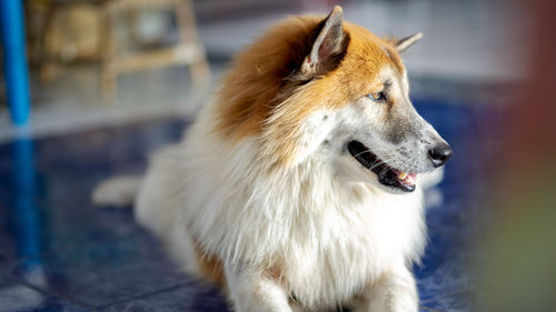 Close-up of dog looking away