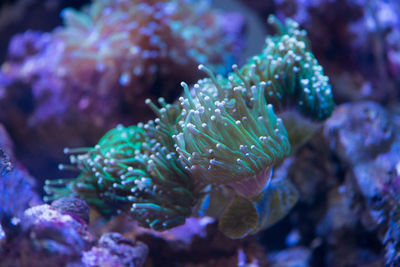 Close-up of fish underwater