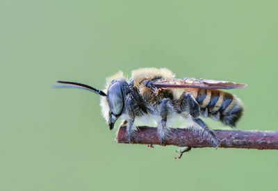 Close-up of bee on flower