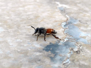 Close-up of insect