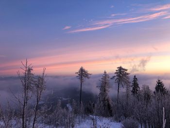 Snow covered plants against sky during sunset