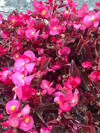 Close-up of pink flowers