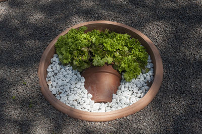 High angle view of potted plant in container